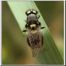 Oxycera leonina -Waffenfliege 01.jpg